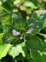 Neoerysiphe galeopsidis