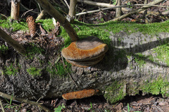 Fomitiporia hartigii