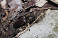 Deilelater mexicanus