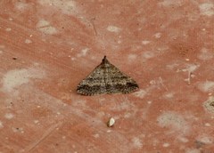 Tetanolita palligera