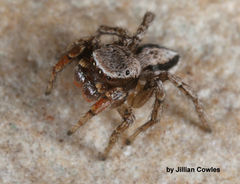 Habronattus altanus