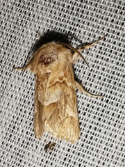 Acronicta chamoenices