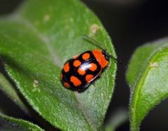 Alagoasa bipunctata perennis