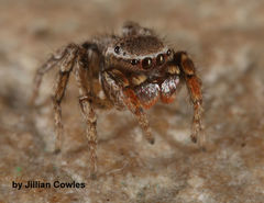 Habronattus altanus