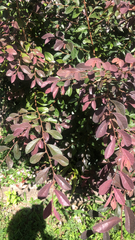 Loropetalum chinense