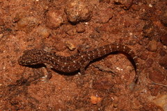 Hemidactylus scabriceps