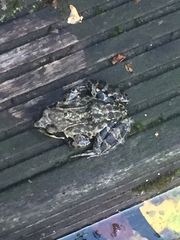 Rana temporaria