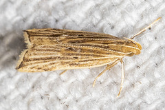 Helcystogramma hystricella