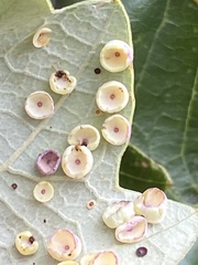 Phylloteras volutellae