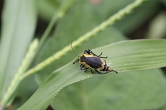 Chauliognathus distinguendus