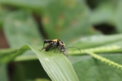 Chauliognathus distinguendus