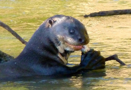 Pteronura brasiliensis