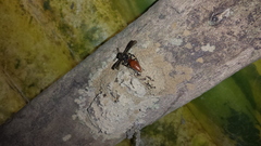 Montezumia dimidiata