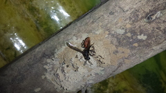 Montezumia dimidiata