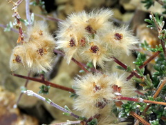 Eriocephalus brevifolius