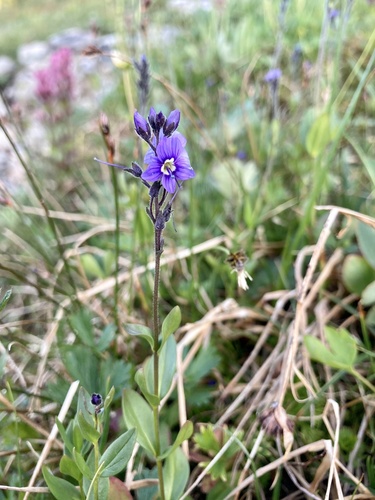 Holman Creek Trail