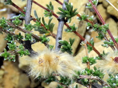 Eriocephalus brevifolius