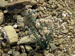 Eriocephalus brevifolius