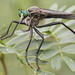 Giant Robber Flies - Photo (c) Eric Isley, some rights reserved (CC BY-NC)