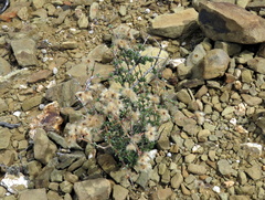 Eriocephalus brevifolius