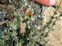 Eriocephalus brevifolius