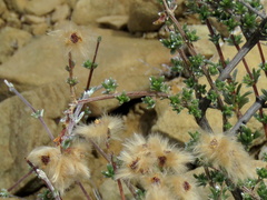 Eriocephalus brevifolius