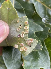 Phylloteras volutellae