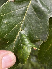 Phylloteras volutellae