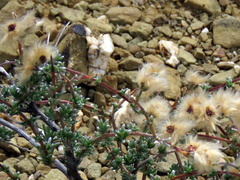 Eriocephalus brevifolius