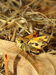 Hylephila fasciolata