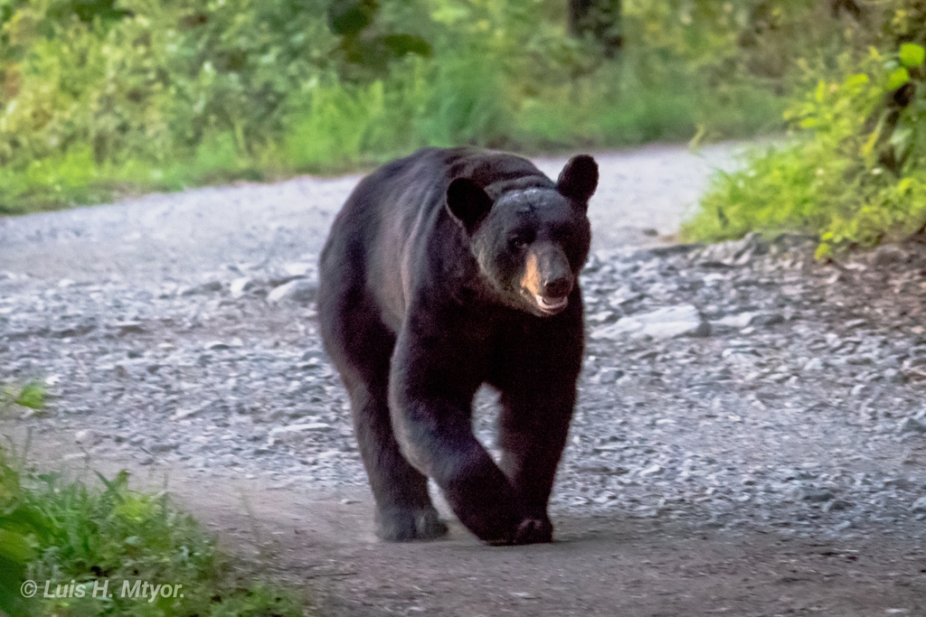 Actualizar 45+ images oso negro nuevo leon Viaterra.mx