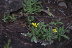 Othonna arborescens
