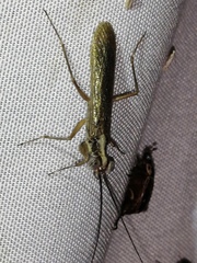 Mantoida