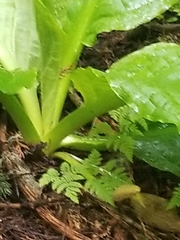 Lysichiton