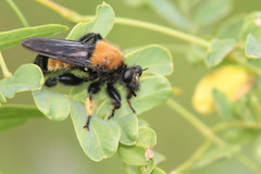 Laphria macquarti