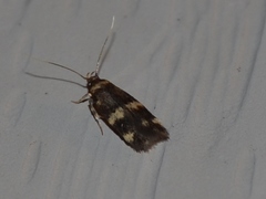 Oegoconia novimundi