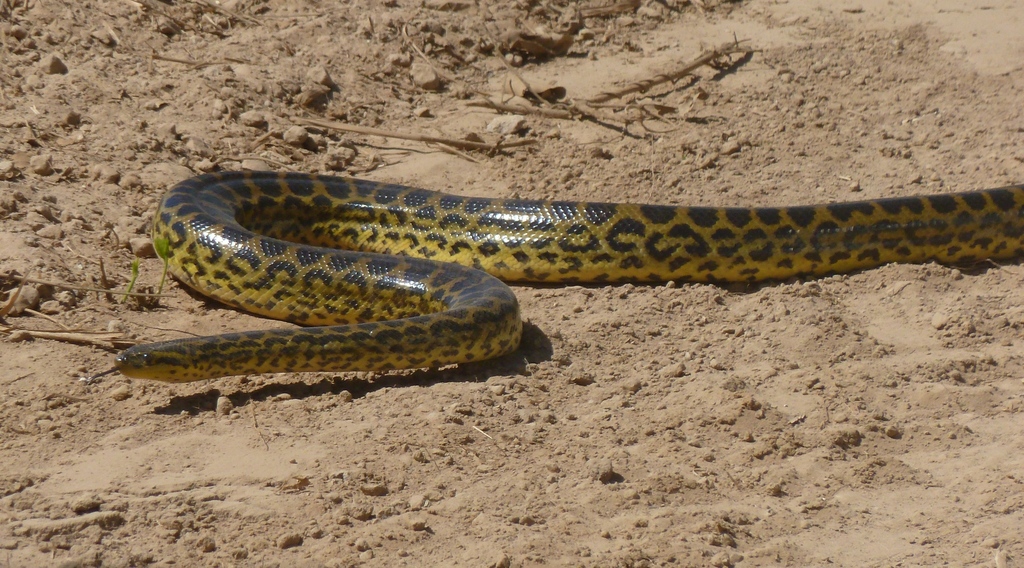 Yellow Anaconda