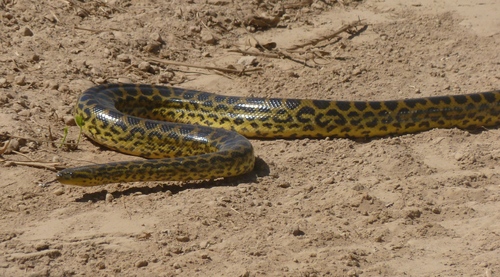 Yellow Anaconda