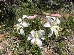 Lilium washingtonianum
