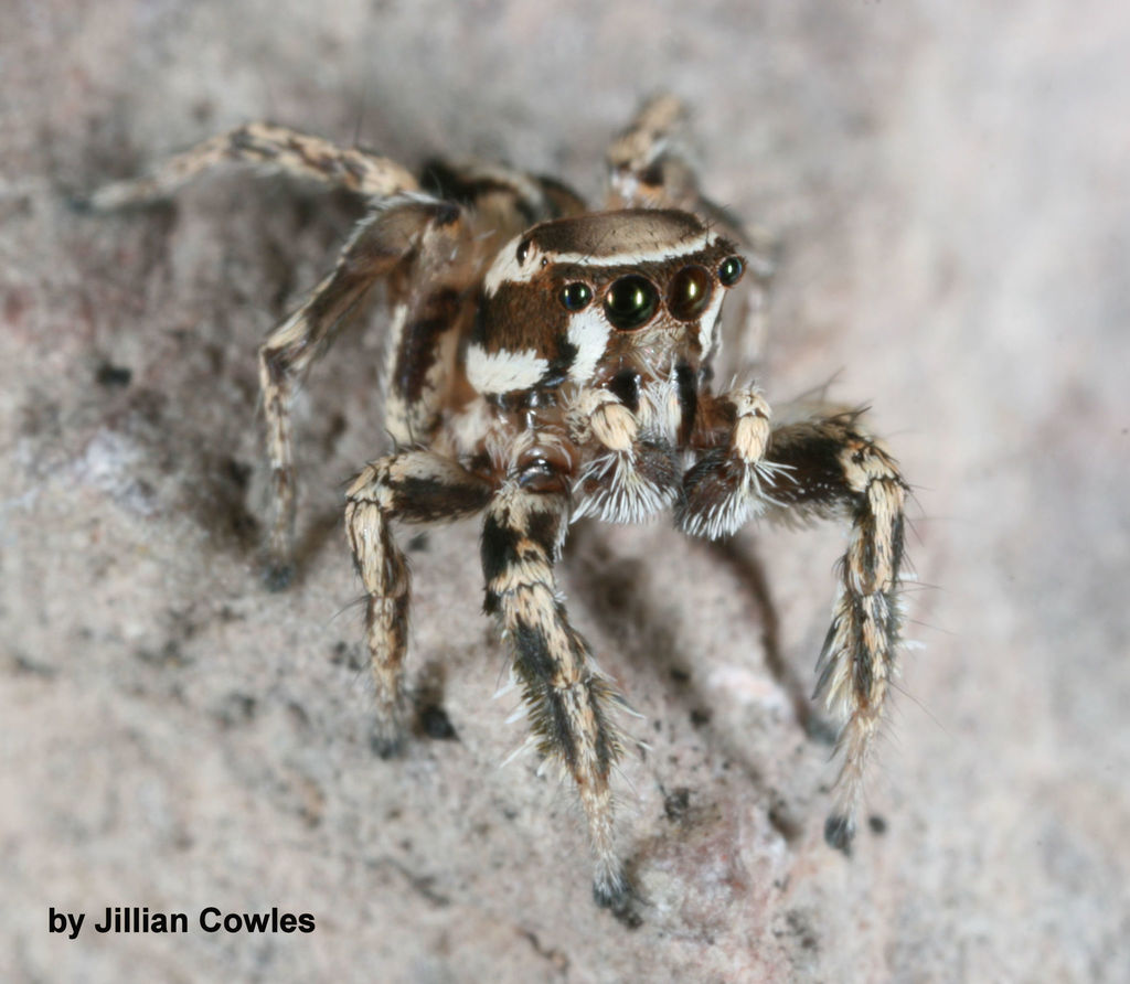 Habronattus clypeatus