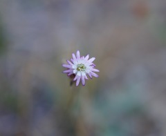 Silene grayi