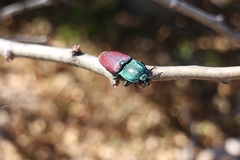 Chalcolepidius rubripennis