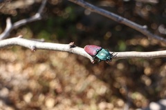 Chalcolepidius rubripennis