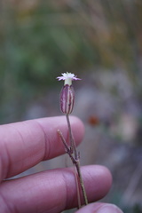 Silene grayi