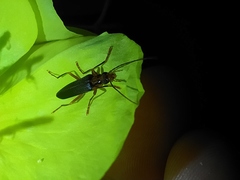 Nacerdes carniolica