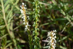 Struthiola hirsuta