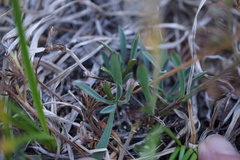 Silene grayi