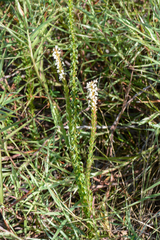 Struthiola hirsuta