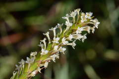 Struthiola hirsuta