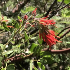 Castilleja applegatei